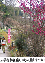 広橋梅林花盛り（梅の里山まつり）