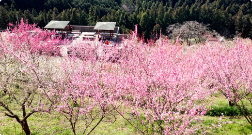 広橋梅林