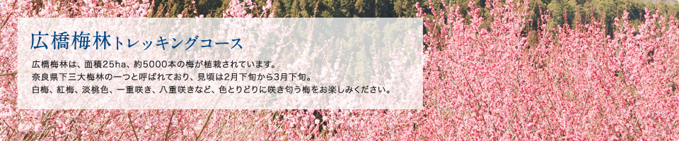 広橋梅林トレッキングコース 広橋梅林は、面積25ha、約5000本の梅が植栽されています。奈良県下三大梅林の一つと呼ばれており、見頃は2月下旬から3月下旬。白梅、紅梅、淡桃色、一重咲き、八重咲きなど、色とりどりに咲き匂う梅をお楽しみください。
